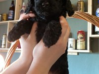 45 günlük 4 güzel toy poodle yavru