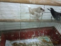 Sahibinden bakıcı bengal ispinozu