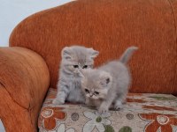 Son British Shorthair Yavru Sağdaki