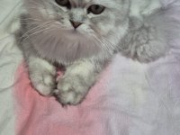 British longhair ücretsiz sahiplendirme