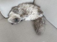 8 aylık british longhair silver cinsi