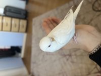 Albino muhabbet kuşu
