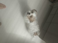 Terrier sağlıklı 4 aylık erkek köpeğimiz