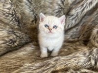British shorthair ırkının en güzel örnekleri