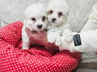MALTESE KÖPEĞİ MİNİ PUPPY