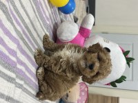 Maltipoo yavrumuz üst kalite