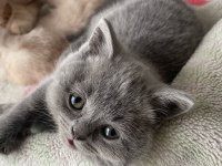 2 aylık orjinal british shorthair yavrularımız