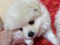 2 Dişi Pomeranian Spitz - Show Line Gülen Yüz Hatlı
