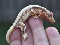 SAĞLIKLI VE UYSAL CRESTED GECKOLAR