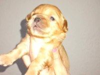 Rezerve açık kg cm garantili tuvalet eğitimli köpekler