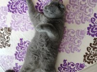 Ücretsiz scottish fold dişi