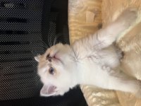 Britsh shorthair blue point yavrular