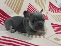 Eczotic bluetan.isabella taşıyıcı