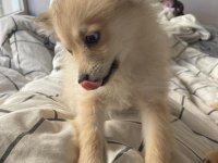 Pomeranian Yavrular