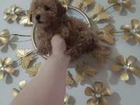 Toy poodle yavrular