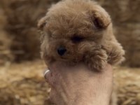 Micro Orjinal Kore Toy Poodle