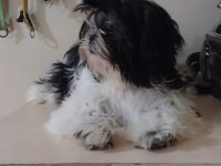 Shih tzu hipoalerjik