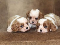 Cavalier king charles yavrular