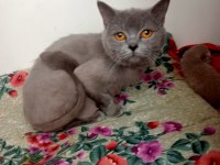 British shorthair kedilerimin hepsini veriyorum