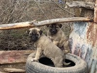 Sivas Kangal Köpeği Yavruları