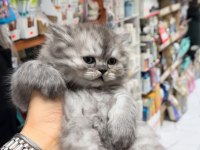 british longhair bebeğimiz