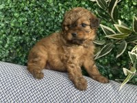 Tatlı Mı Tatlı Maltipoo Yavruları