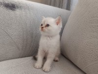 British shorthair kedimize güzel bir yuva arıyoruz