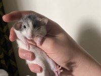 Evcil 3 Aylık Rat (Dumbo)