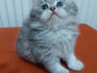 Anne baba SCRLİ a kalite british longhair yavrularımız