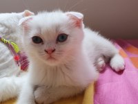 Pamuk scottish fold oğlum