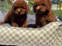 Toy Poodle Köpekler