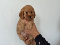 1 erkek 2 dişi poodle yavrularımız