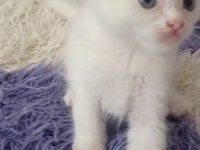 Sahibinden kedi