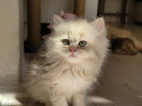 British longhair Dişi yavrumuz