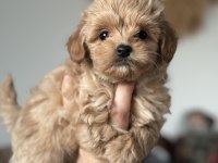 Kore maltipoo teacup bebeğim