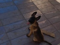 Belçika malinois köpeği