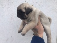 Pug köpeği 60 günlük