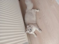 Oğluma yeni yuva arıyorum british longhair