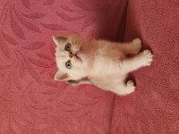 Ev ortamında büyümüş kedimin british shorthair yavrular