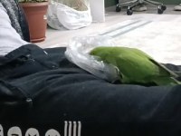Pakistan papağanı konuşan