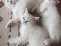 Scottish fold ömürlük yuvasını arıyor
