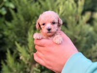 Her Renk Maltipoo Yavrumuzu Canlı Görebilirsiniz