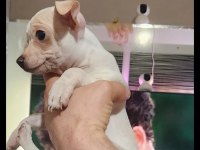 Orijinal elma kafa chihuahua yavruları bir dişi ve bir erkek