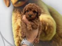 Toy Poodle Yavrularımız