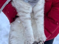 1 Yaşında Scottish Fold