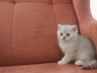 British shorthair NS11 silver point