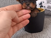 Kilo garanti yorkshire teacup