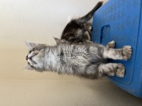 Şecere ve üretim izinli dev maine coon bebekler