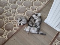 British shorthair silver renk