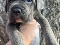 Heybetli Üst Kalite Cane Corso Yavrular